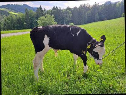 Verkaufe Bio Stierkalb FV+HF