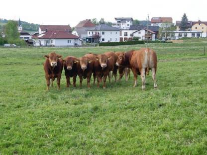 Bio Limousin Zuchtstier, Sprungstier, genetisch hornlos