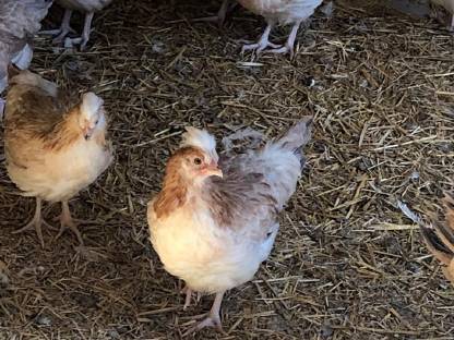 Bild 7:Sulmtaler Hühner, Hähne, Küken, Bruteier