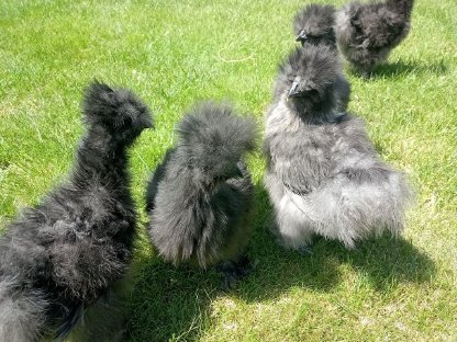 Bild 3:Seidenhuhnküken-Jungtiere