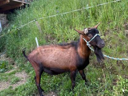 Verkaufe Ggz Bock