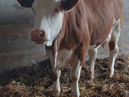 Milchkuh gesucht