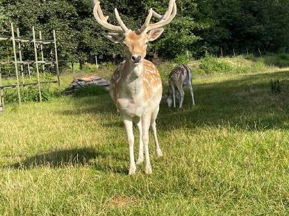 Verkaufe oder tausche Damhirsch