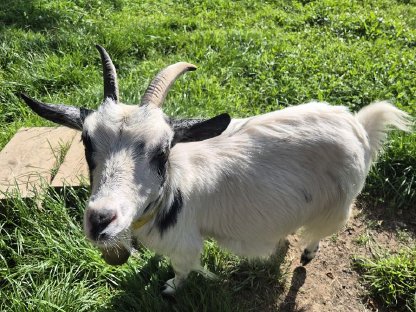 Bild 2:Ziegen