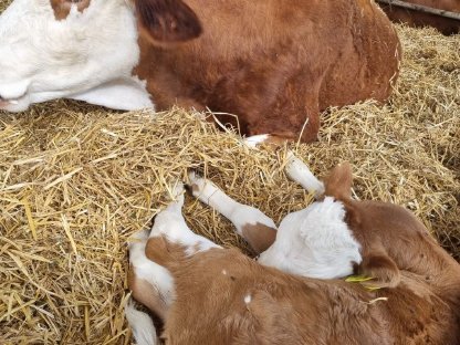 Fleckvieh-Mutterkuh mit Kalb