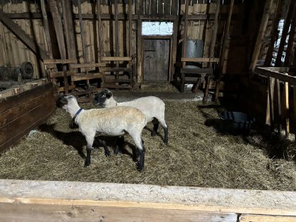 2 Jura-Mischling Schafwidder
