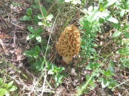 Frische Morcheln (Morchella esculenta) aus Rumänien – Premiu