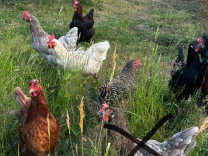 8 Legehühner Buntleger 7 Monate - 1 Jahr alt