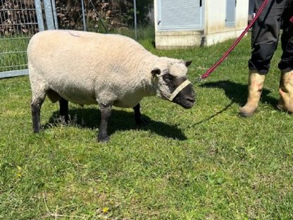 Bild 2:Shropshire Schafbock / Zuchtbock