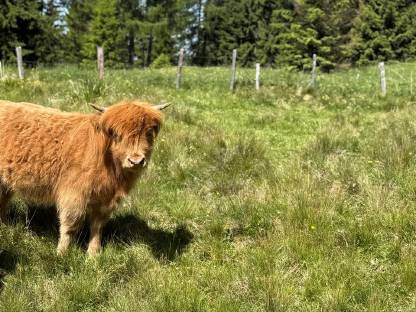 Mini Hochland Stier