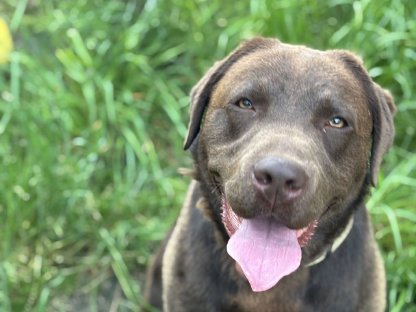 Labrador mit Ahnentafel