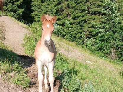 Haflingerhengstfohlen zu verkaufen