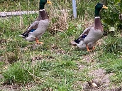 Verkaufe Enten