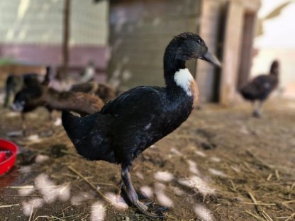 Bild 7:Enten zu vergeben
