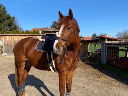 Perfekter Freizeitpartner