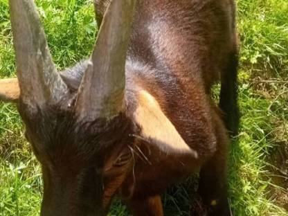 Aosta Bockkitze abzugeben