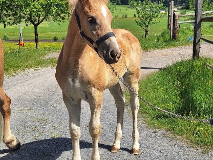 Haflingerhengstfohlen