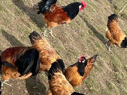 Bild 2:Vorwerk Bruteier