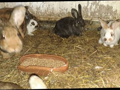 Bild 4:Hasen, Kaninchen