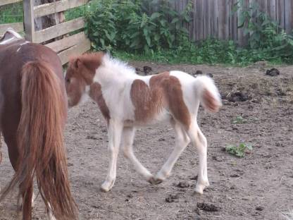 Bild 5:Ponyhengst ab Herbst abzugeben