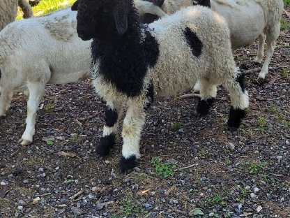 Bild 4:Walliser Schwarznasen Auen