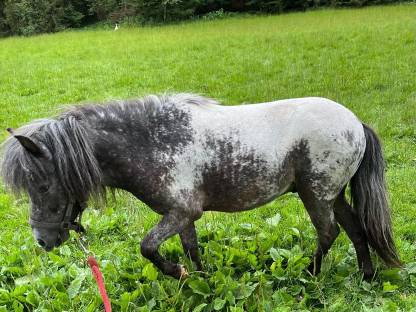 Bild 3:Deckanzeige - Mini Ponyhengst PAXTON