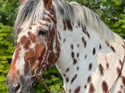 Schicker Tiger Noriker