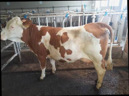 Bild 9:Bio FL-RF-Erstlingskühe aus Aufzuchtbetrieb