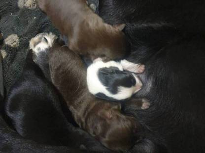 Reinrassige Bordercollie Welpen zu verkaufen