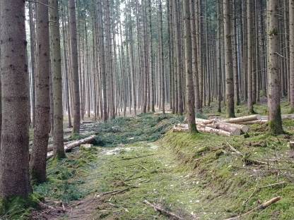 Forstdienstleistungen, Forstarbeiten (Baumfällung), Durchforstung