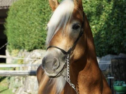 Sportlicher Haflinger Wallach