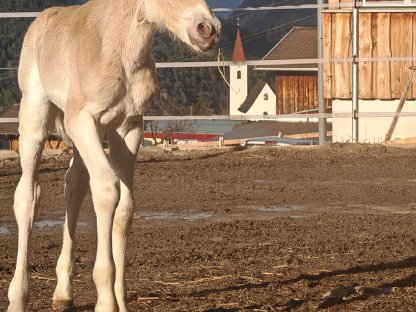 Haflinger Stutfohlen