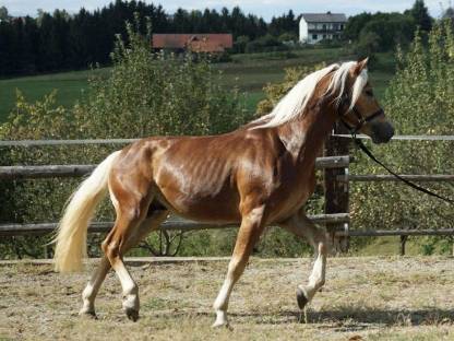 Bild 2:Sportlicher Haflinger Wallach