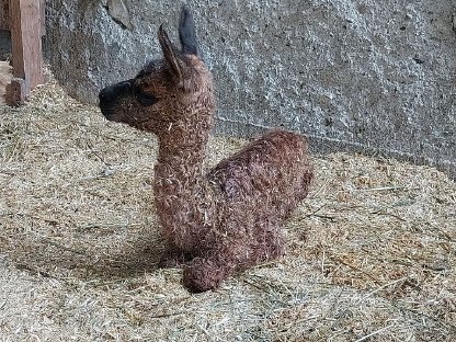 Bild 4:STUTEN Lamas & Alpakas gesucht