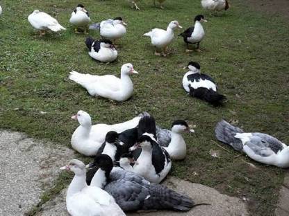 Bild 3:Warzenenten zum Abgeben