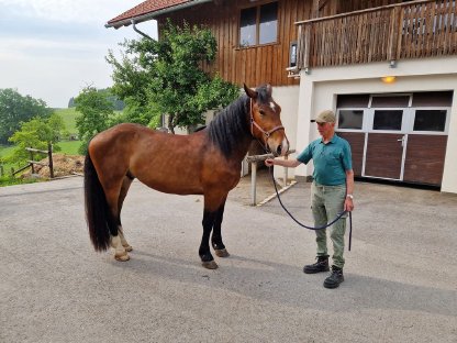 Bild 3:Noriker Wallach Hektor Vulkan