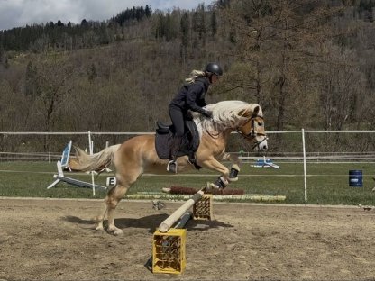 Bildschöne Haflinger Stute