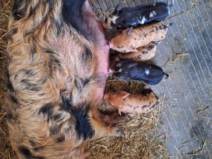 Bild 2:Kune Kune Herdbuch-Schweine