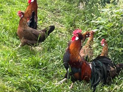 Bild 4:Altsteirer Bruteier