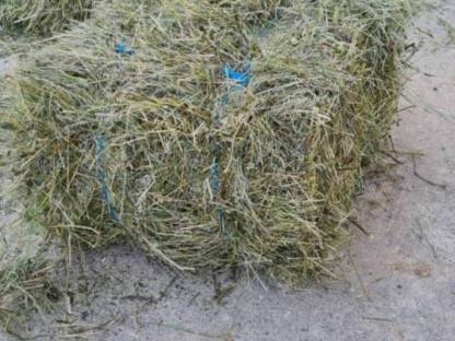 Bild 2:Bio Heu Kleinballen