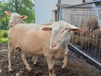 Widder Ostfriesisches Milchschaf