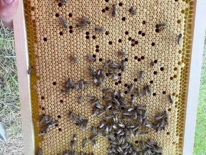 Bild 6:Carnica-Bienenköniginnen