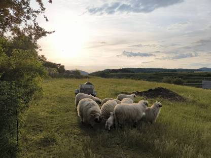 Bild 2:Walliser Schwarznasen Herde