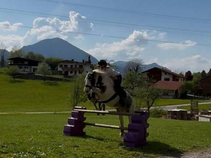 Bild 2:Tinker-Pony-Mix Stute