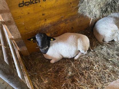 Bild 6:Reinrassige Dorper Jungböcke