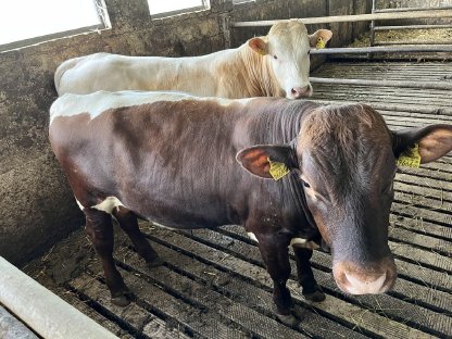 Bild 2:Pinzgauer Stier zu verkaufen