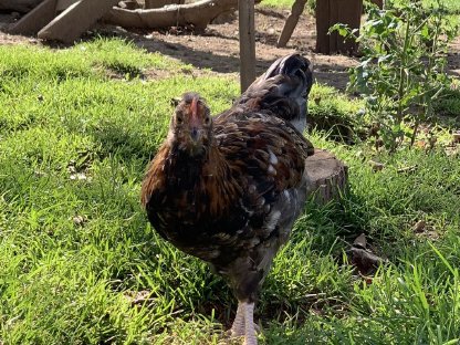 Sulmtaler/Blumenhuhn Hahn