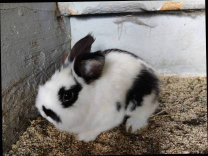 Löwenkopf Kaninchen