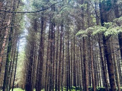 Bild 6:Waldgrundstück im Kaiserwald