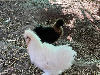 Bild 7:Seidenhühner, Orpington und Buschhühner